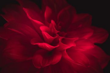 Perfect red van Sandra Hazes