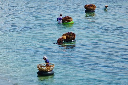 Agar-agar plukkers, Indonesie.