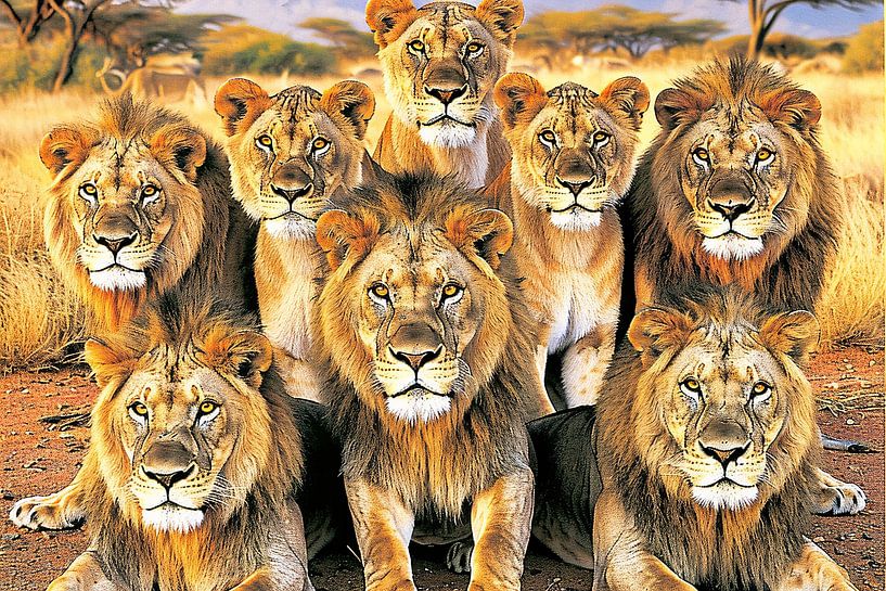Lions in African Grassland by Art & Soul Creations