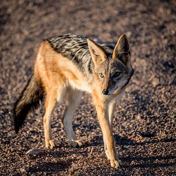jakhals in de Namibische woestijn van Steven Symoens