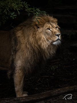 Lion in the dark by Remco Rust