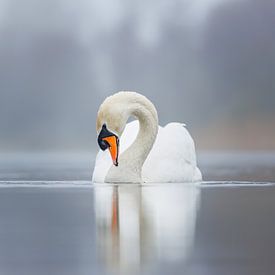 Höckerschwan von Pim Leijen