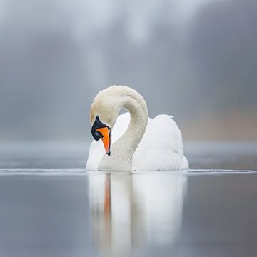 mute swan by Pim Leijen