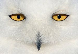 Sneeuwuil (Bubo scandiaca) ogen van Beschermingswerk voor aan uw muur