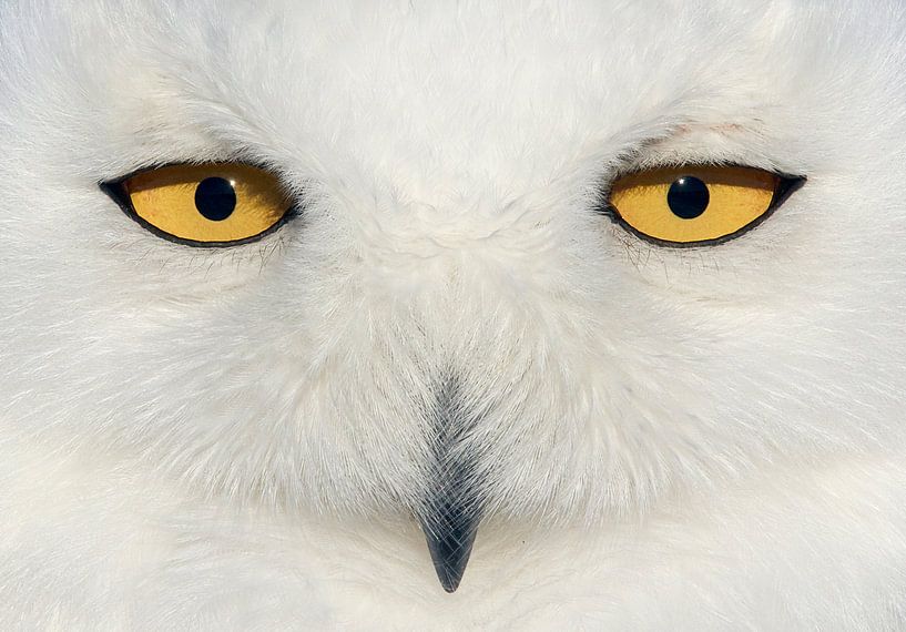 Augen der Schnee-Eule (Bubo scandiaca) von Beschermingswerk voor aan uw muur