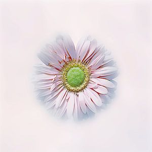 Die Kraft der Blumen . Die Schönheit der Gerbera .