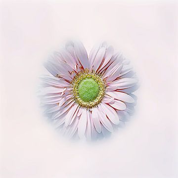 Flower power . De schoonheid van Gerbera als kunst. van Saskia Dingemans Awarded Photographer