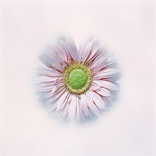 Le pouvoir des fleurs . La beauté du gerbera .