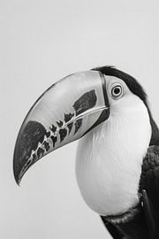 Toucan by Poster Art Shop