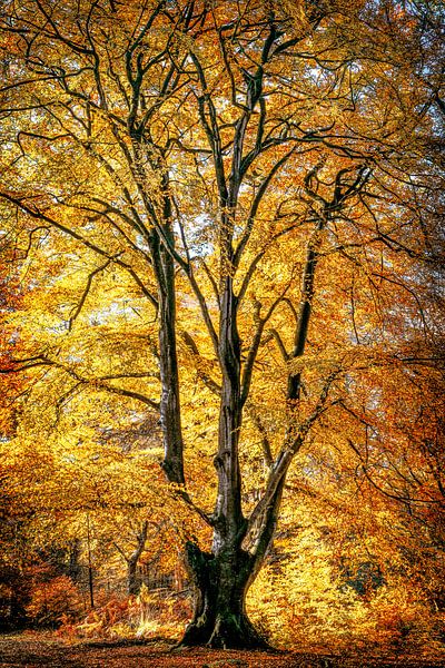 Tall Beech by Lars van de Goor