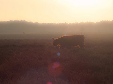 Schotse Hooglander op de Westerheide bij Hilversum van Jos van den berg