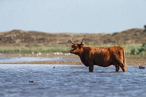 Schotse hooglander heeft het warm
