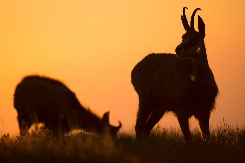 Gämse / Gämsen ( Rupicapra rupicapra ) grasen bei Tagesanbruch auf einer Bergwiese, Silhouetten gege von wunderbare Erde