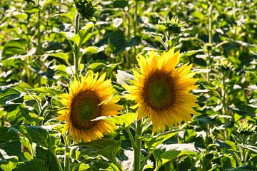 Zonnebloem op een zonnebloemveld van Martin Köbsch