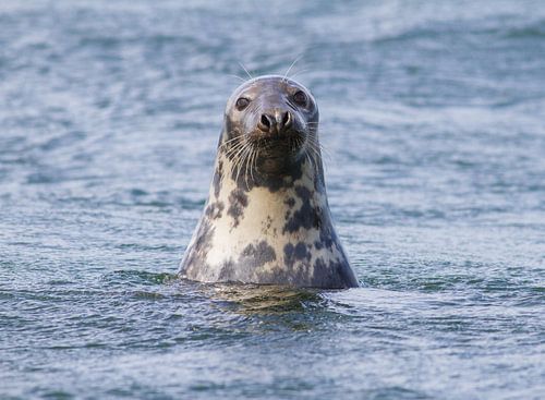 Grijze zeehond in de Noordzee.