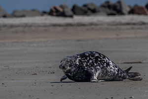 Grey Seal Resting on Sandy Beach