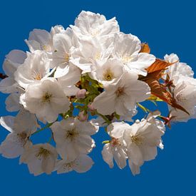 Witte bloem op blauwe lucht von Sabrina Geerling