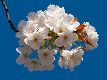 Witte bloem op blauwe lucht van Sabrina Geerling