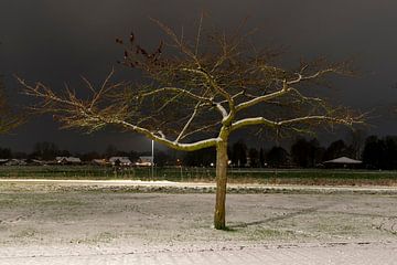 Een prunus in de avond met sneeuw van Lieke van Grinsven van Aarle