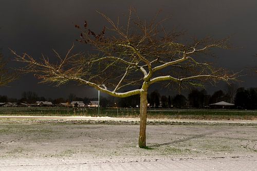 Een prunus in de avond met sneeuw