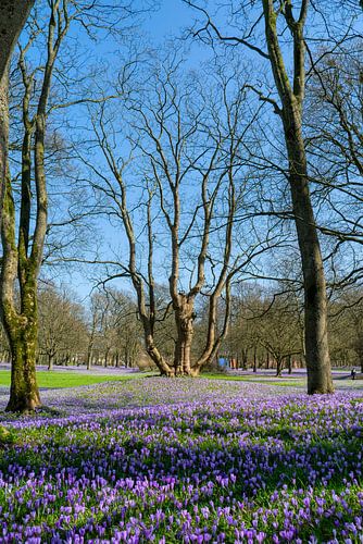 Krokusbloesem in het kasteelpark
