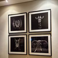 Klantfoto: dramatisch zwart witte portret foto weergave van het hoofd van een giraffe die recht in de camera kijkt van Margriet Hulsker, als ingelijste fotoprint