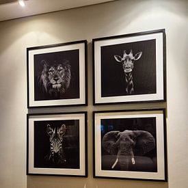 Photo de nos clients: portrait dramatique en noir et blanc de la tête d'une girafe regardant droit dans l'appareil photo par Margriet Hulsker, sur encadré