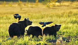 Bärenmutter mit 2 Jungtieren von Co Bliekendaal