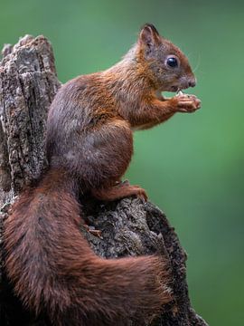 Red Squirrel by Linda Raaphorst