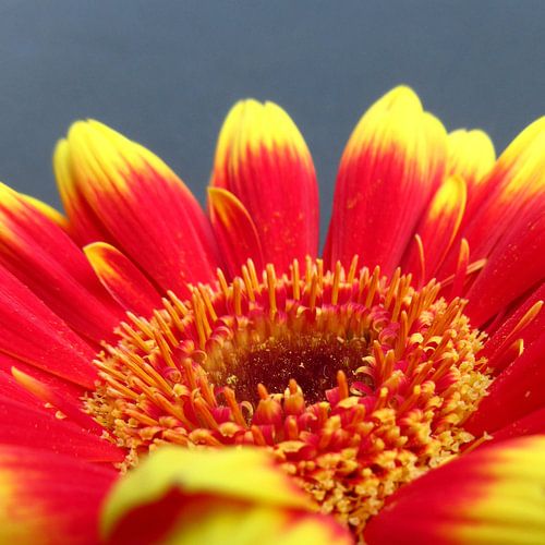 Gerbera bloem rood en geel close-up macro foto