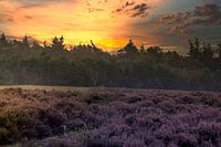 Coucher de soleil sur la bruyère pourpre - Paysage enchanteur dans la nature
