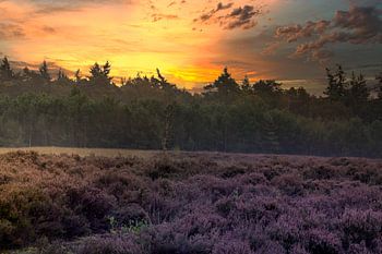 Coucher de soleil sur la bruyère pourpre - Paysage enchanteur dans la nature
