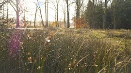 Zonnestraal door het gras van Esmée Kiezebrink