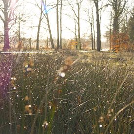 Zonnestraal door het gras van Esmée Kiezebrink