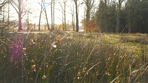 Zonnestraal door het gras
