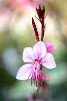 Prachtige kaars in roze