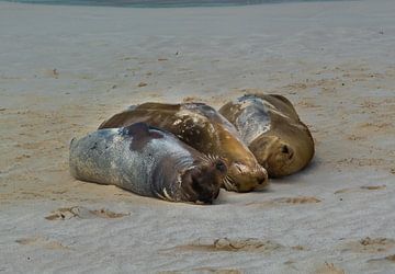 Sea lions on the beach by Ivo de Rooij
