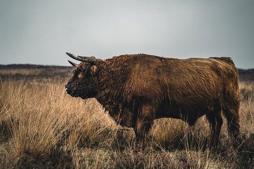 Schottischer Highlander