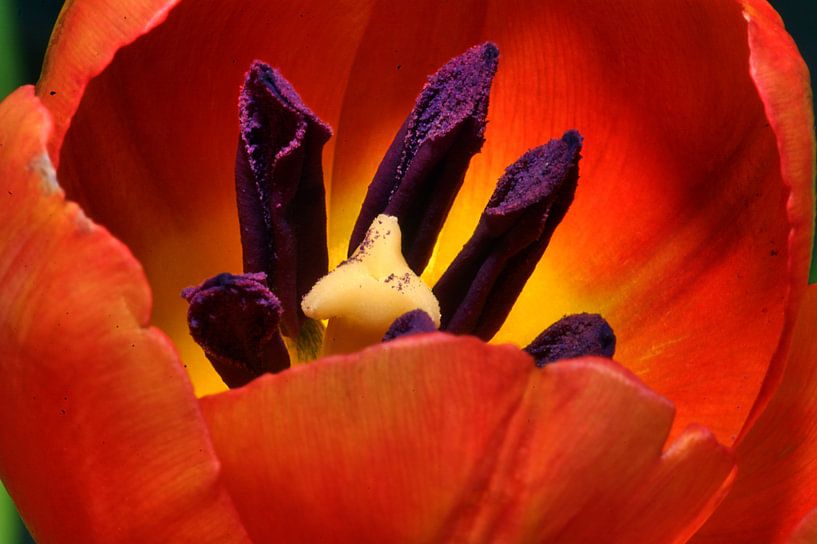 Tulp 6 van Edgar Schermaul