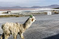 Lama in Bolivia by Arno Maetens thumbnail