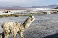 Lama in Bolivia