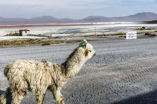 Lama in Bolivia