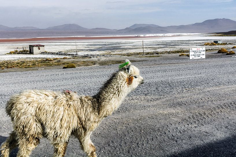Lama in Bolivia by Arno Maetens
