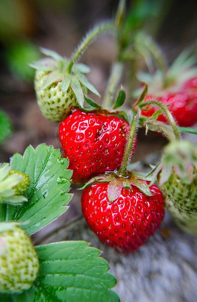 Aardbeien by Tanja de Boer