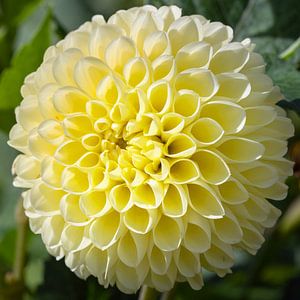Dahlie (Dahlia)