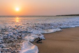 Tortue verte sur Haitham AL Farsi