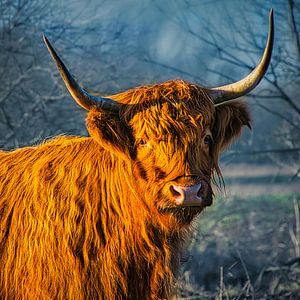 Scottish Highlander im Nebel