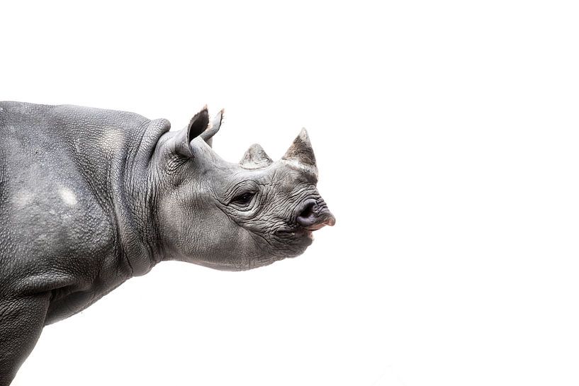 Neushoorn van Design Wall Arts