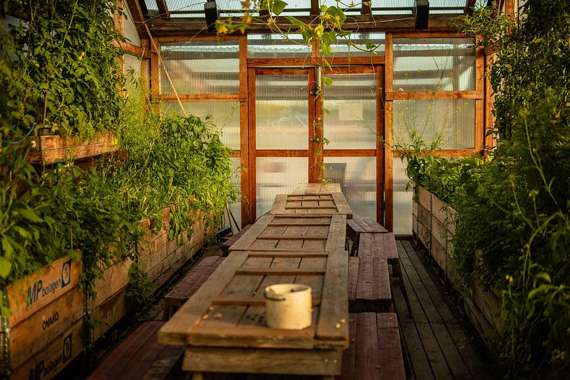 Community Garden – Greenhouse Table in Golden Light by Brave Toaster Photos