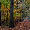 Fall Path In The Forest van William Mevissen